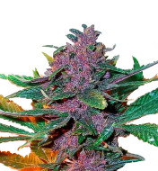 Triangle Kush Regular