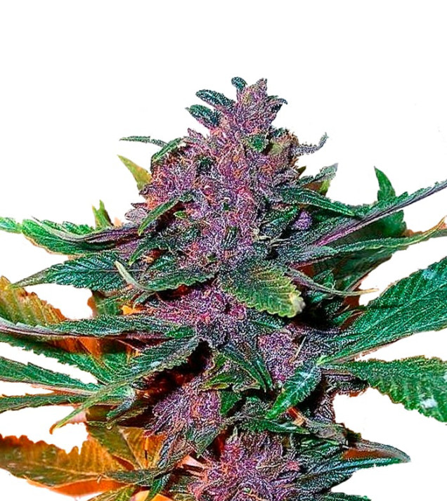 Triangle Kush Regular