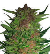 Tropicana Cookies Purple Autoflower