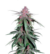 Vanilla Frosting Feminized