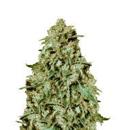 Velvet Lushers Feminized