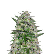 Watermelon Zkitllez Autoflower