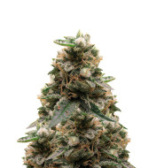 Wedding Cake Regular