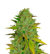 Wedding Crasher Feminized