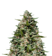 White Fire OG Feminized