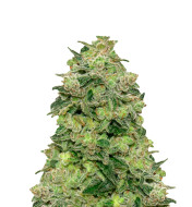 White Rhino Feminized
