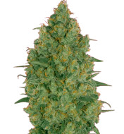 White Russian F1 Feminized