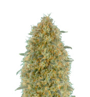 White Russian Fast Version