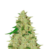 White Russian Feminized