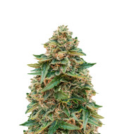 White Widow F1 Feminized