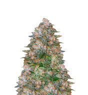 White Widow Fast Version