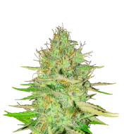 Zkitllez Fast Version