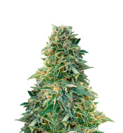 Zkittlez Kush Feminized