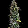 Pure CBD Auto