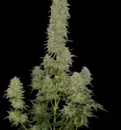 Afghani F1 Auto