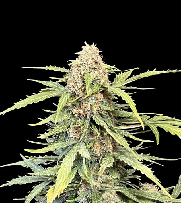 Amnesia Haze Auto