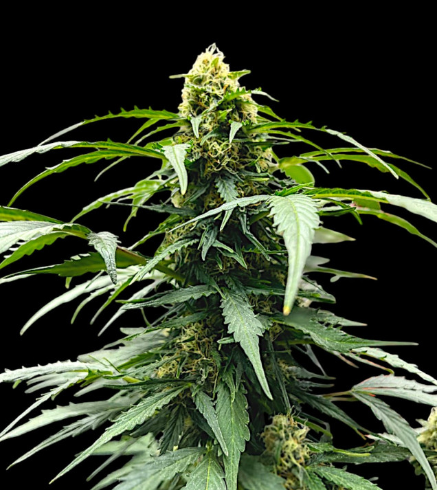 Amnesia Haze Auto