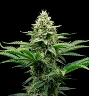 Critical Fast Version