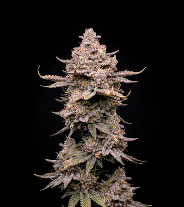 Permanent Marker Auto