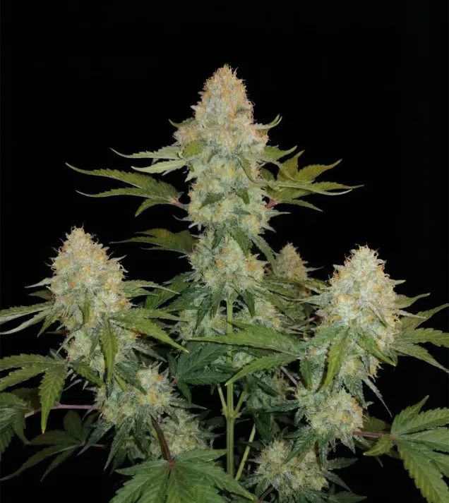 Black Domina Regular