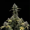Devil XL Auto