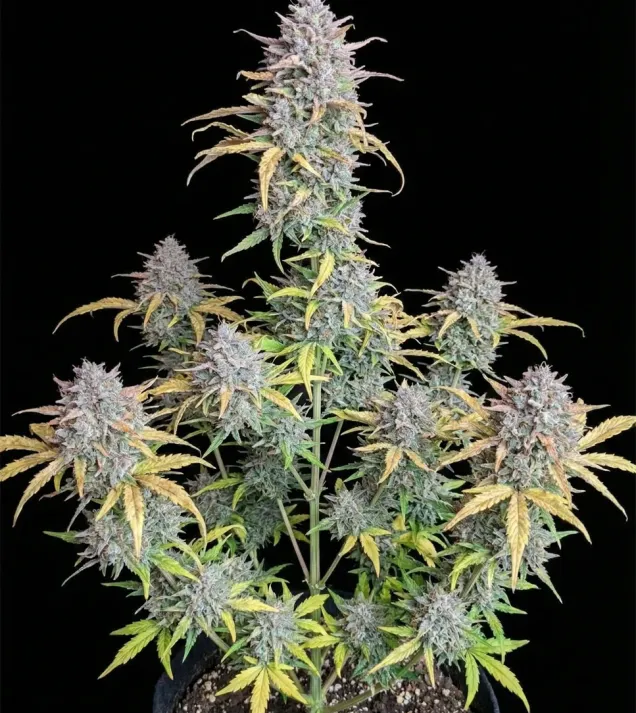 Strawberry Banana Purps Auto