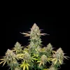 Apple Fritter Auto