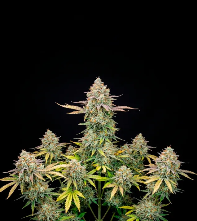Apple Fritter Auto