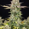 Apple Fritter Auto