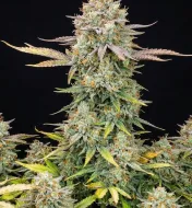 Apple Fritter Auto