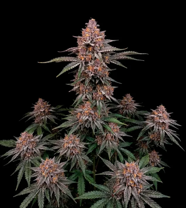 Blackberry Moonrocks Auto