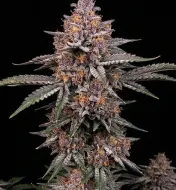 Blackberry Moonrocks Auto