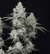 Blackberry Moonrocks