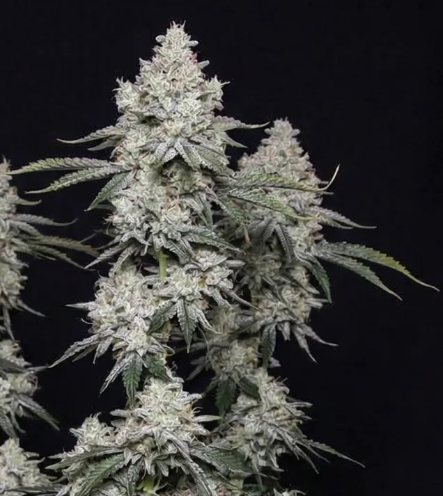 Blackberry Moonrocks