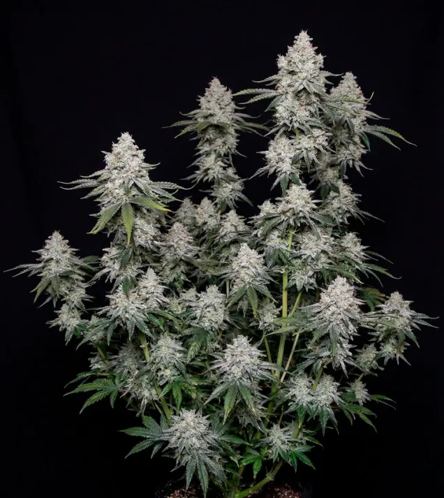 Blackberry Moonrocks