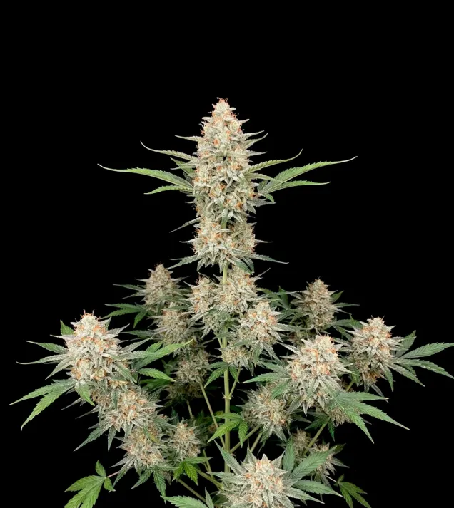 Cookies And Cream Auto