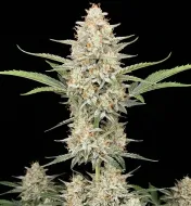 Cookies And Cream Auto