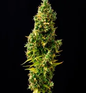 Forbidden Fruit Auto