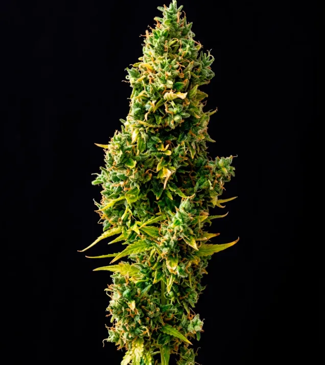 Forbidden Fruit Auto