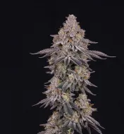 Ghost Train Haze