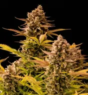 Girl Scout Cookies Auto