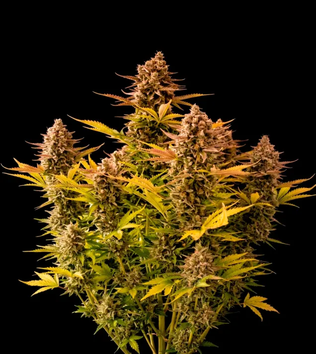 Girl Scout Cookies Auto