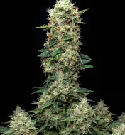 Grandaddy Purple Auto