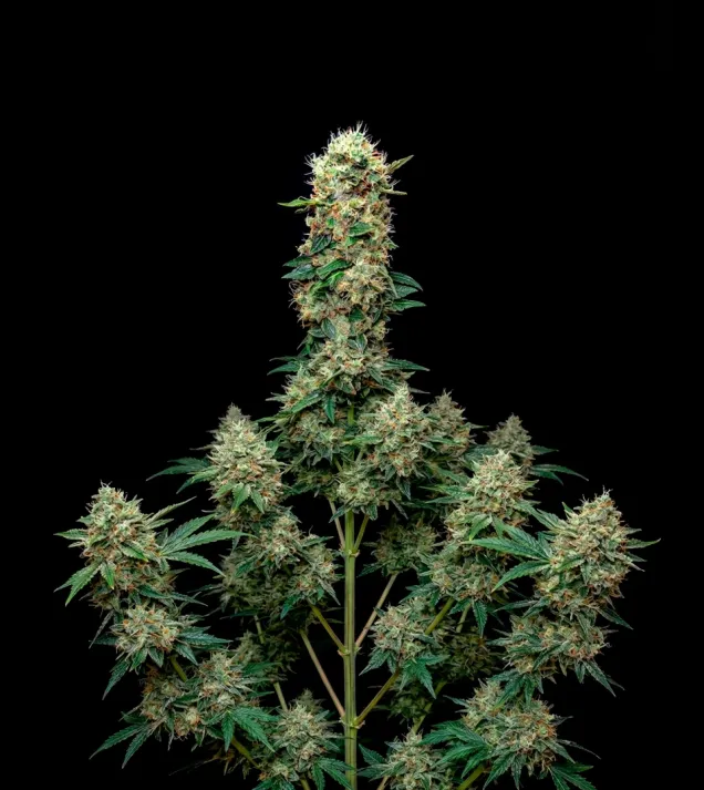 Grandaddy Purple Auto