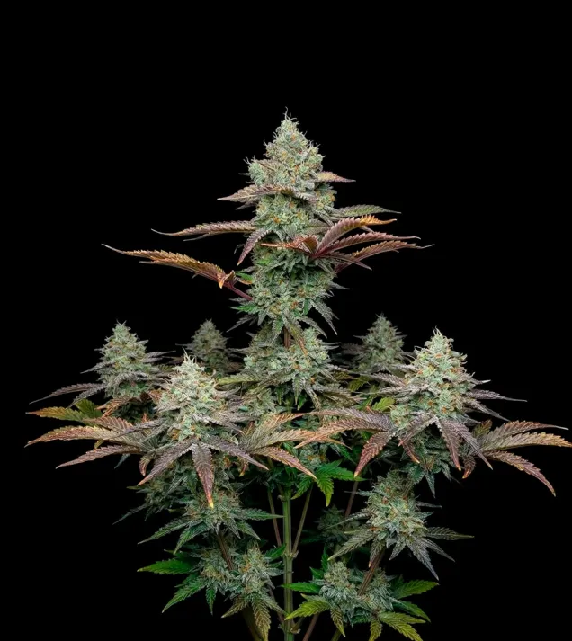 Grandaddy Purple Fast