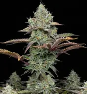 Grandaddy Purple Fast