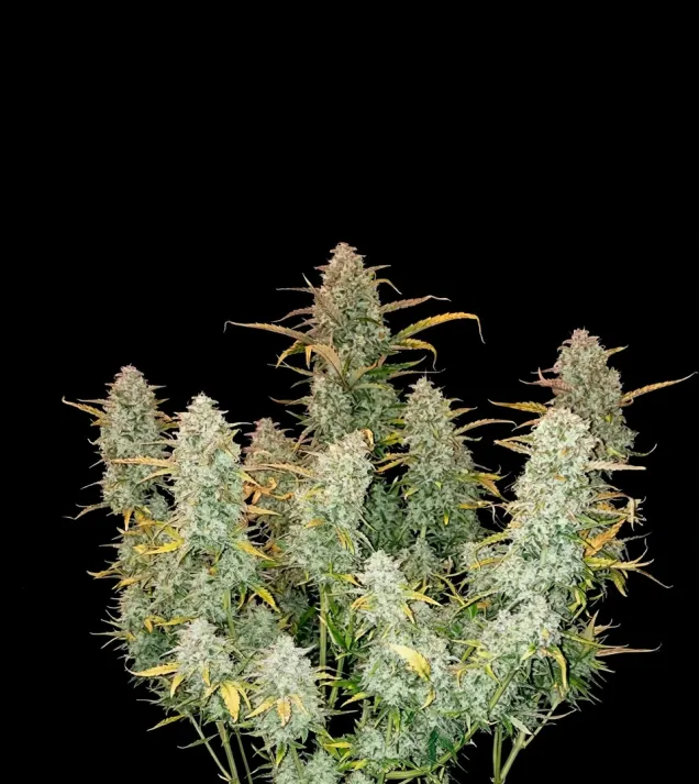 Green Crack Auto