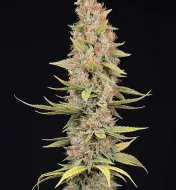 Jack Herer Fast