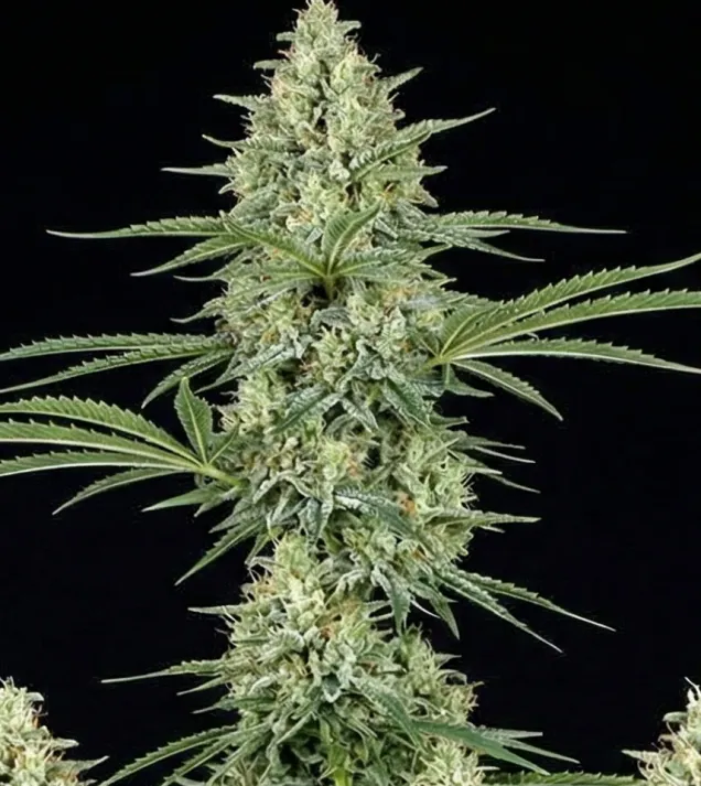 Jack Herer