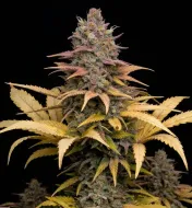 Northern Lights Fast